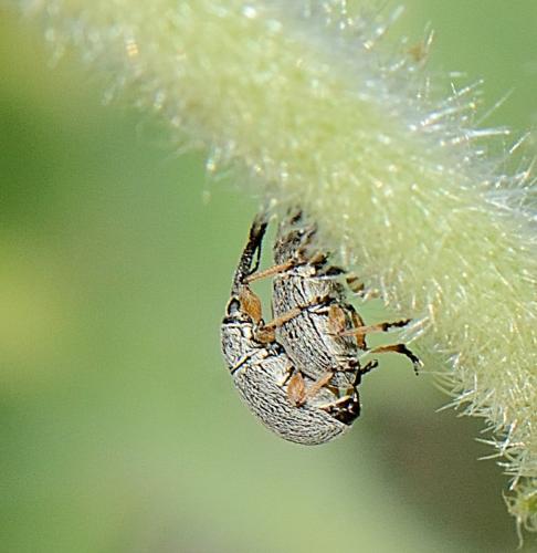 Rhopalapion longirostre